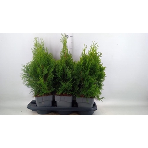 Thuja occid. 'Smaragd'