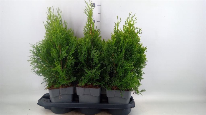 <h4>Thuja occid. 'Smaragd'</h4>