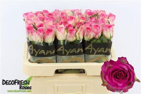 <h4>R Gr Malibu</h4>