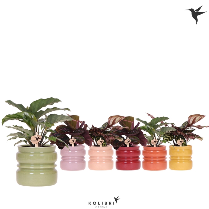 <h4>Kolibri Greens Calathea mix in Noma pot mix</h4>