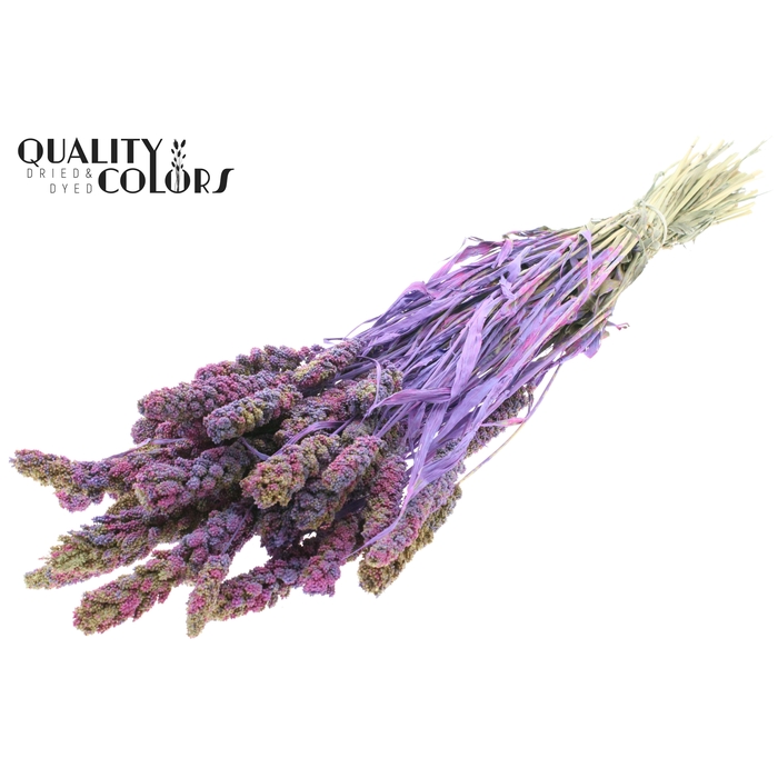 <h4>Gierst per bunch Multicolour Milka</h4>