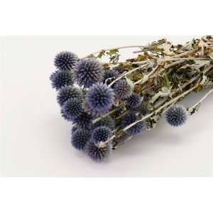 Bunch Echinops Slv L35D30