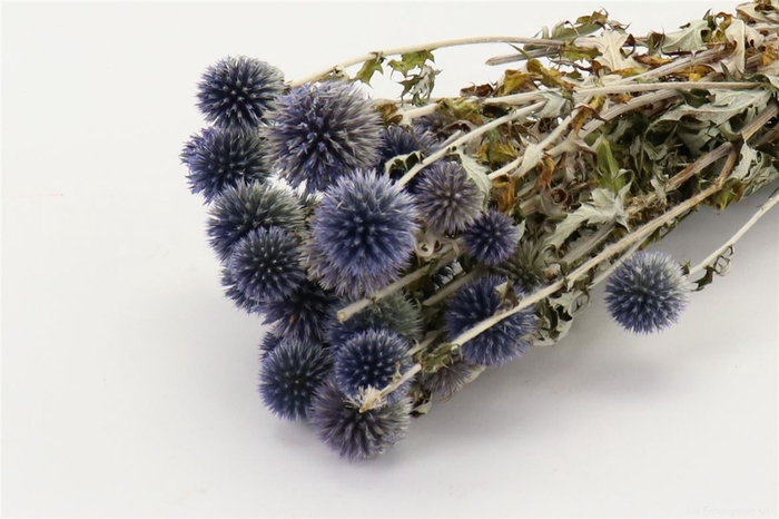 <h4>Bunch Echinops Slv L35D30</h4>