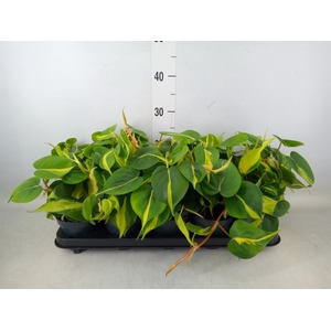 Philodendron scand. 'Brasil'