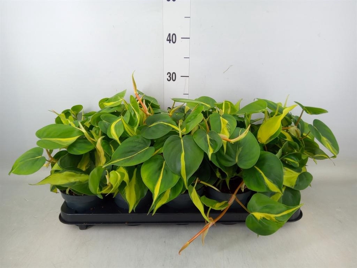 <h4>Philodendron scand. 'Brasil'</h4>