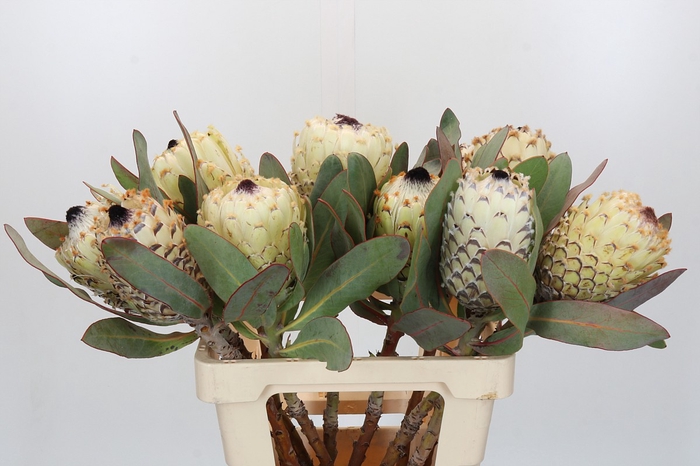 Protea Barbigera Ice Queen
