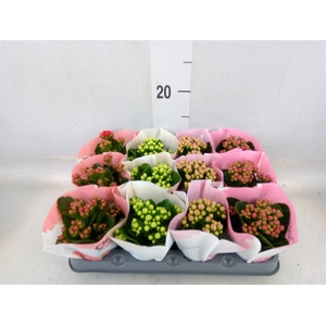 Kalanchoe blos.   ..rosebud mix  4