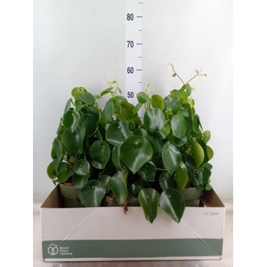 Peperomia polybotrya 'Raindrop'