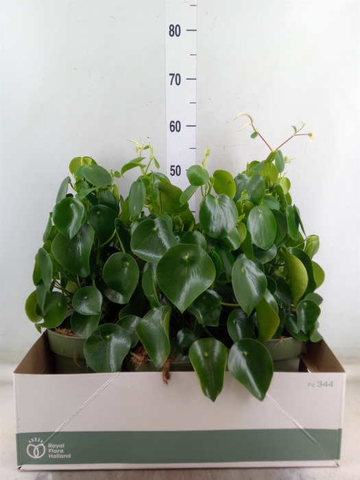<h4>Peperomia polybotrya 'Raindrop'</h4>