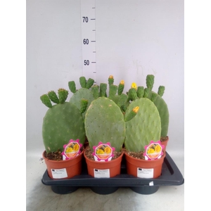 Opuntia