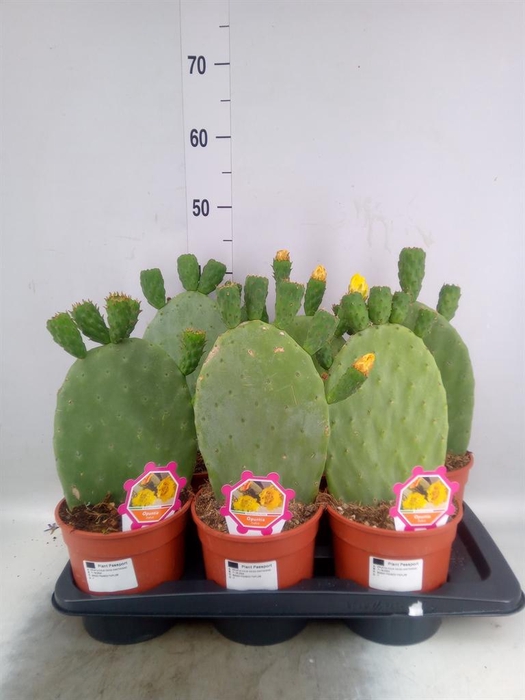<h4>Opuntia</h4>