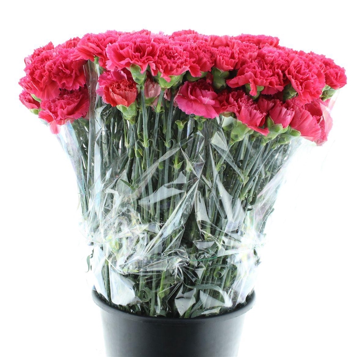 <h4>Di St Bizet Cerise</h4>