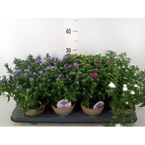 Aster  'Crown'   ...mix