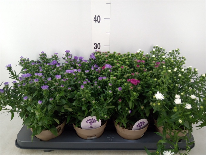 <h4>Aster  'Crown'   ...mix</h4>