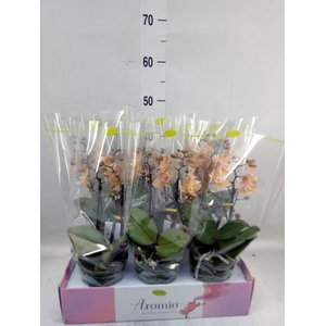 Phalaenopsis multi.   ...rose