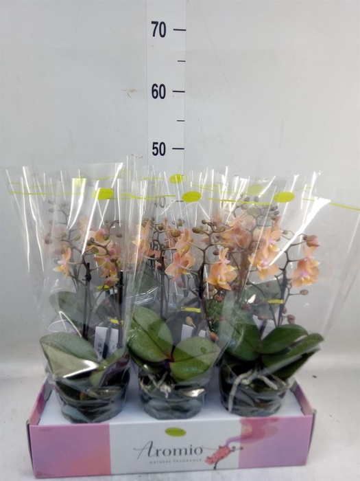 <h4>Phalaenopsis multi.   ...rose</h4>