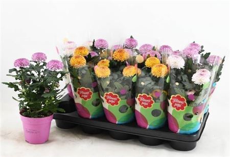 <h4>Chrysanthemum (Indicum Grp) Flowerpops Abbey mélangé</h4>