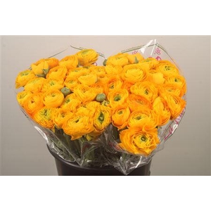 Ran.. Su Sunrise Extra