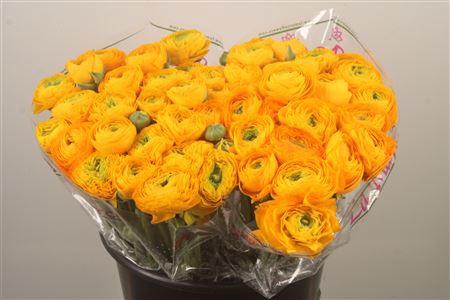 Ran.. Su Sunrise Extra