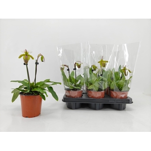 PAPH OV