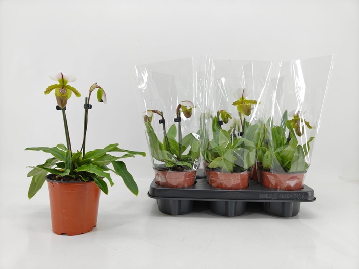 <h4>PAPH OV</h4>