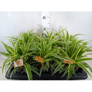 Chlorophytum com. 'Ocean'