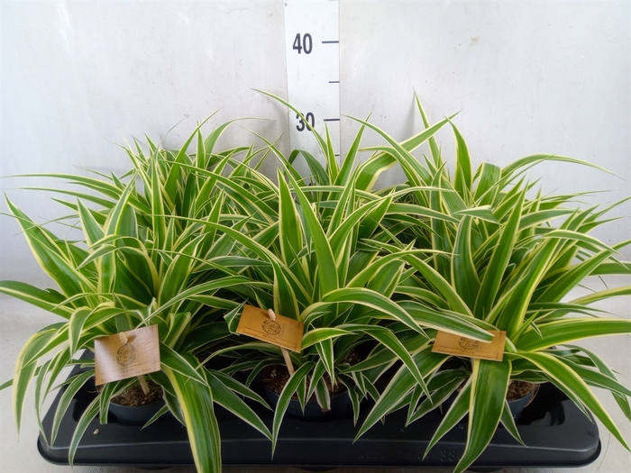 <h4>Chlorophytum com. 'Ocean'</h4>
