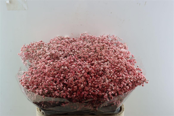 <h4>Gyps Pa. Red</h4>