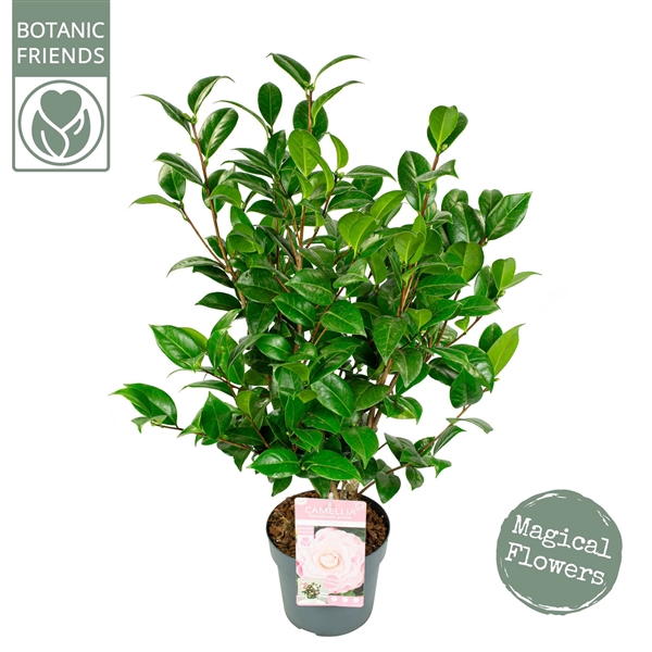 <h4>Camellia jap. 'Nuccio's Cameo' Premium</h4>