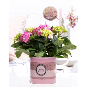 Hydrangea pink in P&P cadeau concept: SPECIAL POUR TOI!