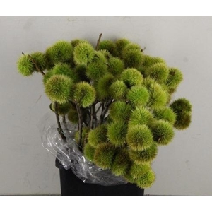 CASTANEA SATIVA