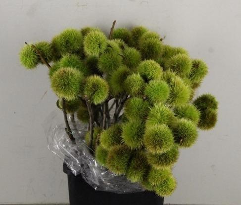 <h4>CASTANEA SATIVA</h4>