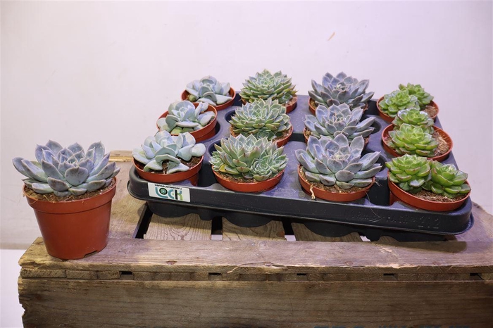 <h4>arr8 Echev Gem</h4>