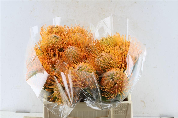 <h4>Leuco Co Soleil Xl</h4>