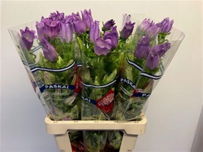 <h4>CAMP M CAM LILAC</h4>