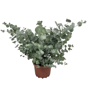EUCAL GUNNII