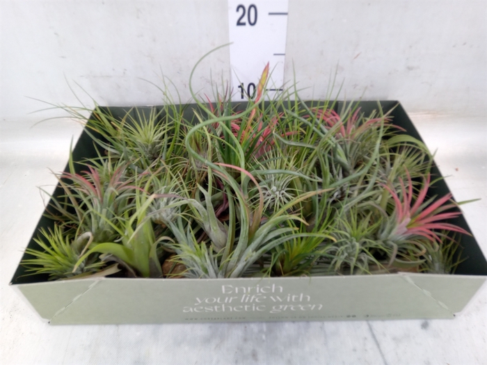 <h4>Tillandsia</h4>