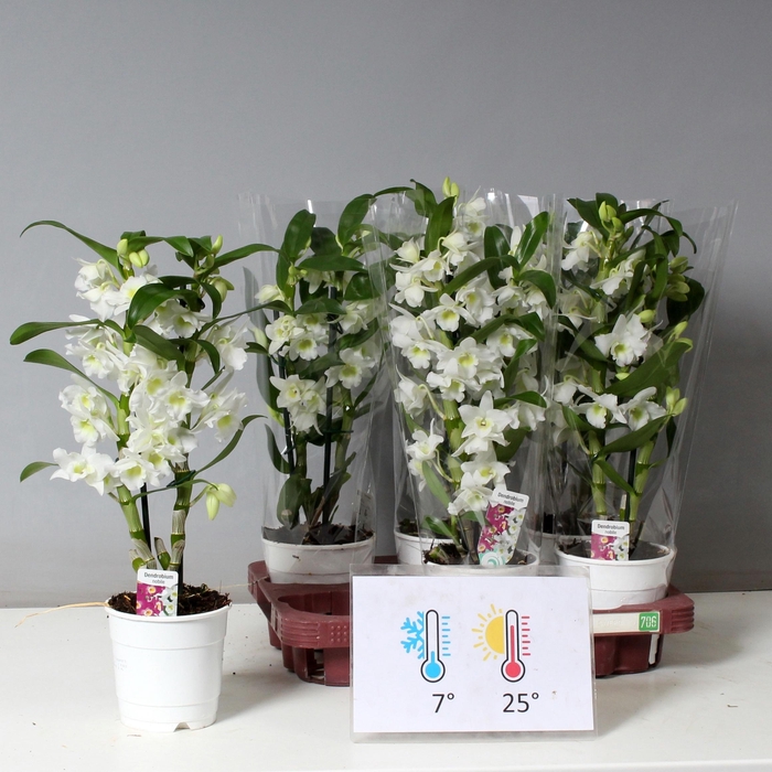 <h4>DENDR N SC APOLLON</h4>