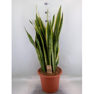 Sansevieria trifa. 'Laurentii'