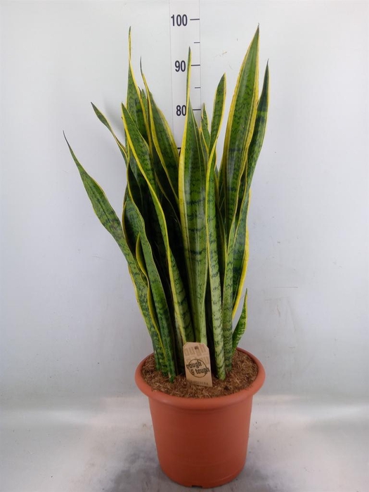<h4>Sansevieria trifa. 'Laurentii'</h4>