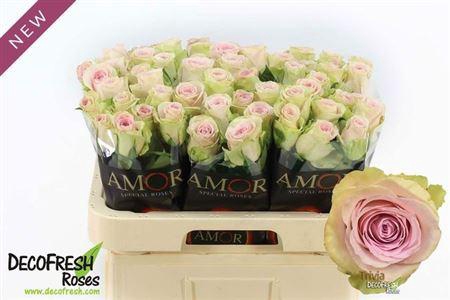 <h4>R Gr Trivia</h4>