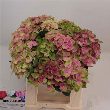 <h4>Hydr M Mag Amethyst Rose</h4>