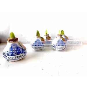 BLOEMBOL HIPPEASTRUM