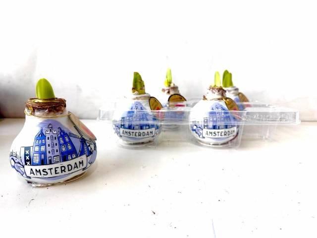 <h4>BLOEMBOL HIPPEASTRUM</h4>