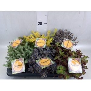 Sedum   ...mix