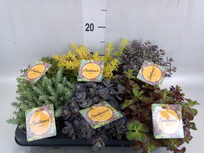 <h4>Sedum   ...mix</h4>