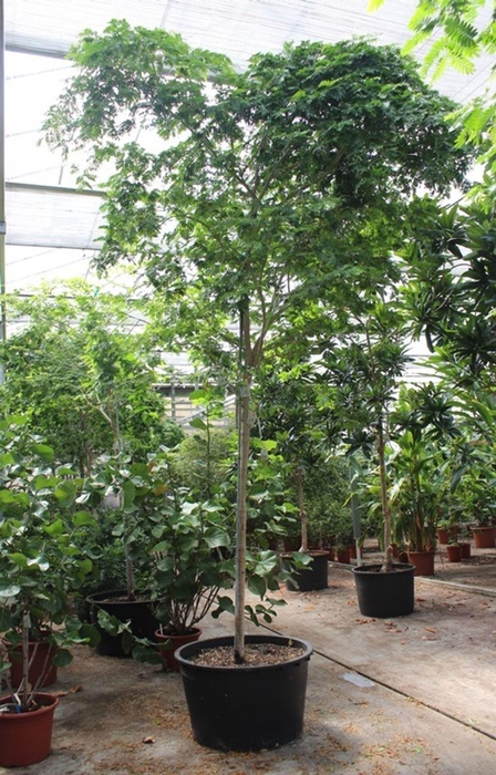 <h4>Overig planten</h4>