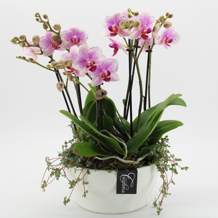 PHAL-2423RZ Phalaenopsis creatie