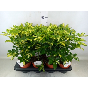 Schefflera arbor. 'Gerda'