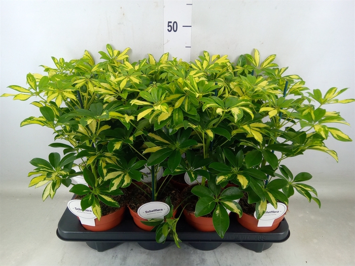 <h4>Schefflera arbor. 'Gerda'</h4>
